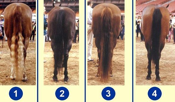 Choosing the Right Horse: Key Factors for Successful Selection and Training