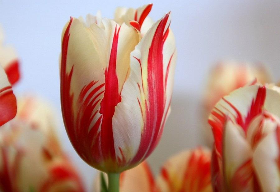 تحلیل آمار گل‌ها و ارتباط آن با استراتژی‌های تیم